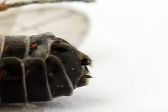 Strongylogaster mixta