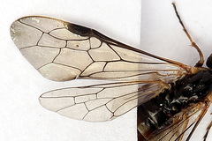 Strongylogaster mixta