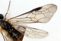 Strongylogaster mixta