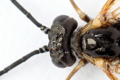 Strongylogaster mixta