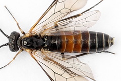 Strongylogaster mixta