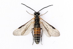 Strongylogaster mixta