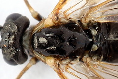 Strongylogaster mixta