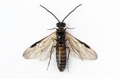 Strongylogaster mixta