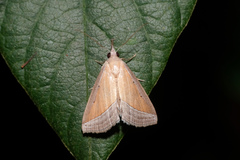 Hypena conscitalis