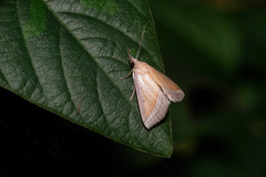 Hypena conscitalis