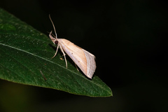 Hypena conscitalis
