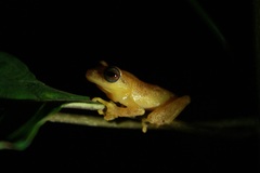 Raorchestes luteolus
