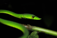 Ahaetulla farnsworthi