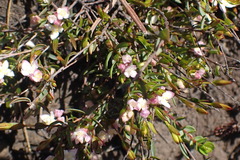 Lachnaea burchellii