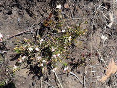 Lachnaea burchellii