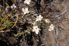 Lachnaea burchellii