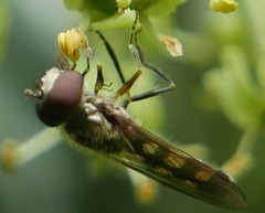 Platycheirus scutatus