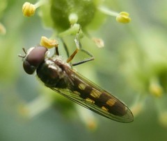 Platycheirus scutatus