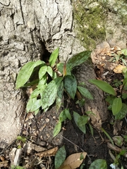 Erythronium americanum