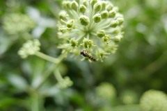 Platycheirus scutatus