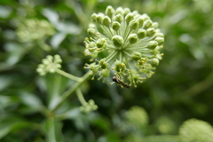 Platycheirus scutatus