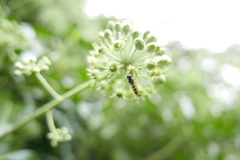 Platycheirus scutatus