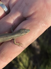 Pseudemoia pagenstecheri