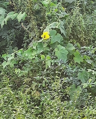 Abutilon indicum