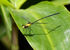 Austroargiolestes aureus