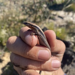 Acritoscincus platynotus