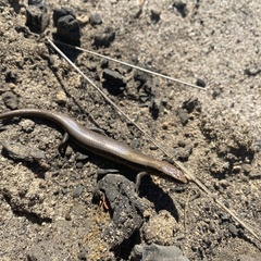 Acritoscincus platynotus