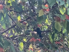 Chlorostilbon gibsoni