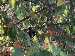 Chlorostilbon gibsoni