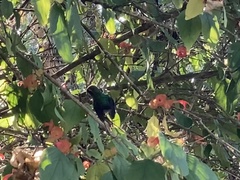 Chlorostilbon gibsoni