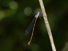 Synlestes tropicus