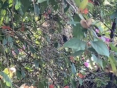 Chlorostilbon gibsoni