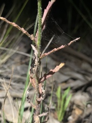 Wahlenbergia gracilenta