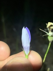 Wahlenbergia gracilenta