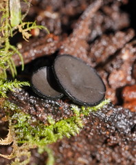 Lanzia lanaripes