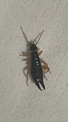 Anisolabis
