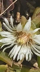 Delosperma tradescantioides