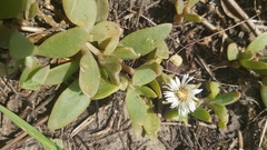 Delosperma tradescantioides
