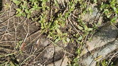 Delosperma tradescantioides