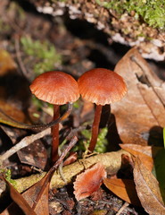 Laccaria canaliculata