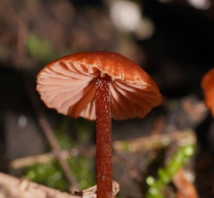 Laccaria canaliculata