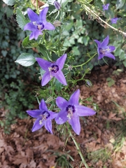 Campanula versicolor
