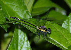 Austrogomphus prasinus