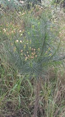 Senecio chrysocoma