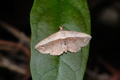 Eugnathia lunifera