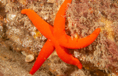 Fromia polypora