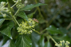 Epistrophe grossulariae