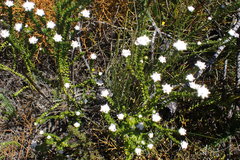 Phylica debilis debilis