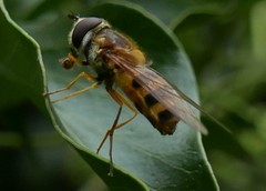 Epistrophe grossulariae