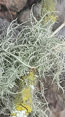 Senecio chrysocoma